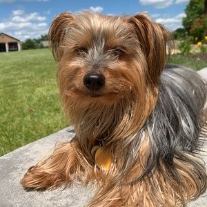 Meet your Posher, Bailey